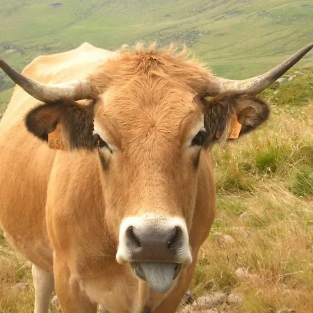 La Maisonnette En Bois Holiday home