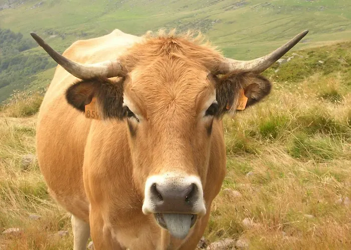 La Maisonnette En Bois Feriehus